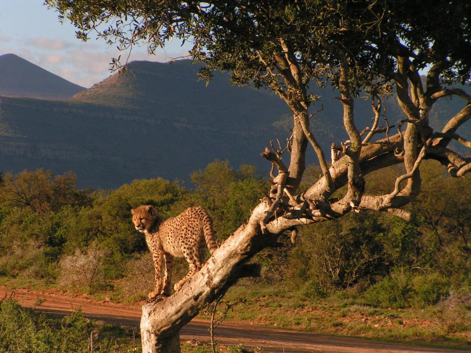 Samara Karoo Reserve Graaff Reinet Exterior photo